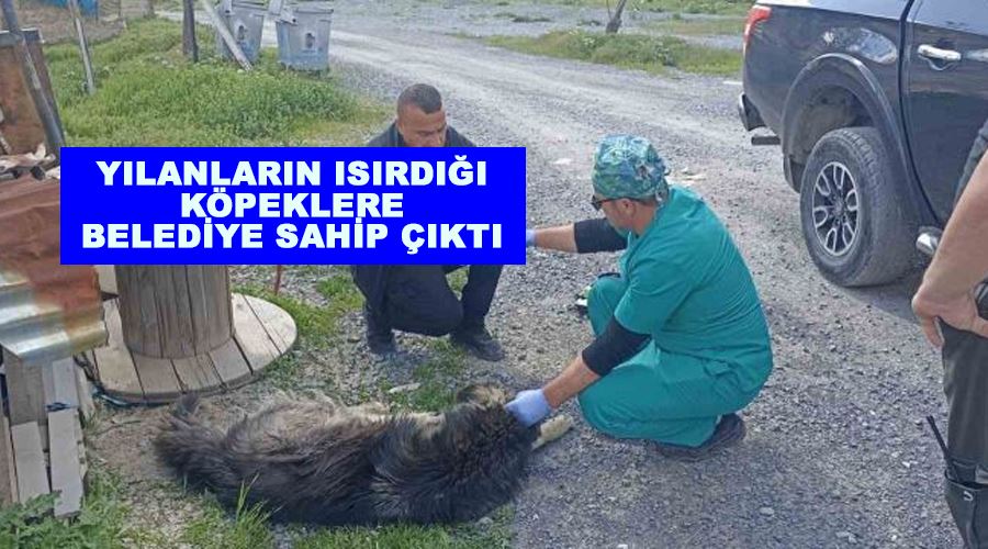 Yılanların ısırdığı köpeklere belediye sahip çıktı