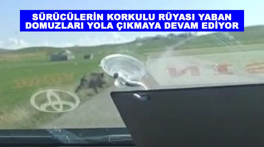 Sürücülerin korkulu rüyası yaban domuzları yola çıkmaya devam ediyor