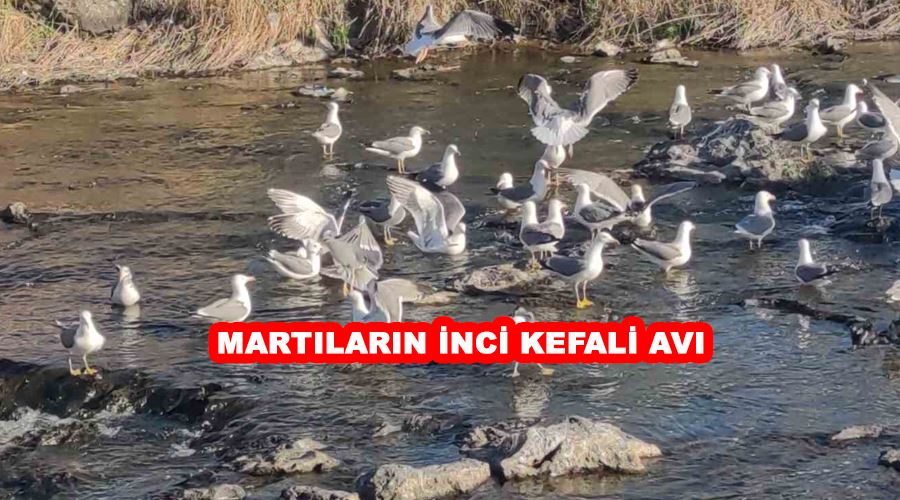 Martıların inci kefali avı