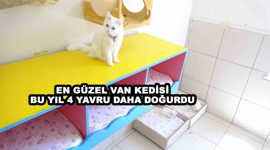 En güzel Van kedisi bu yıl 4 yavru daha doğurdu