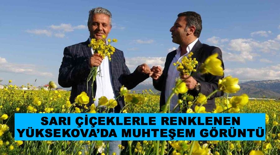 Sarı çiçeklerle renklenen Yüksekova’da muhteşem görüntü