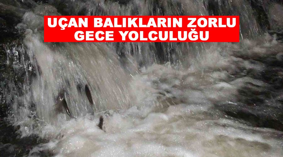 Uçan balıkların zorlu gece yolculuğu