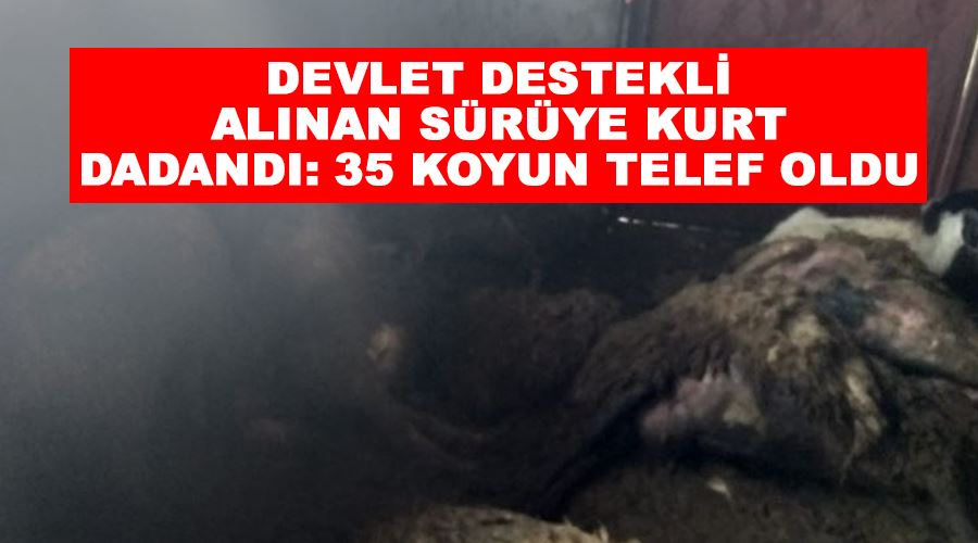 Devlet destekli alınan sürüye kurt dadandı: 35 koyun telef oldu