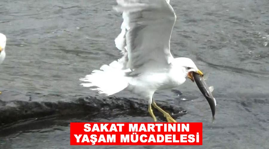 Sakat martının yaşam mücadelesi