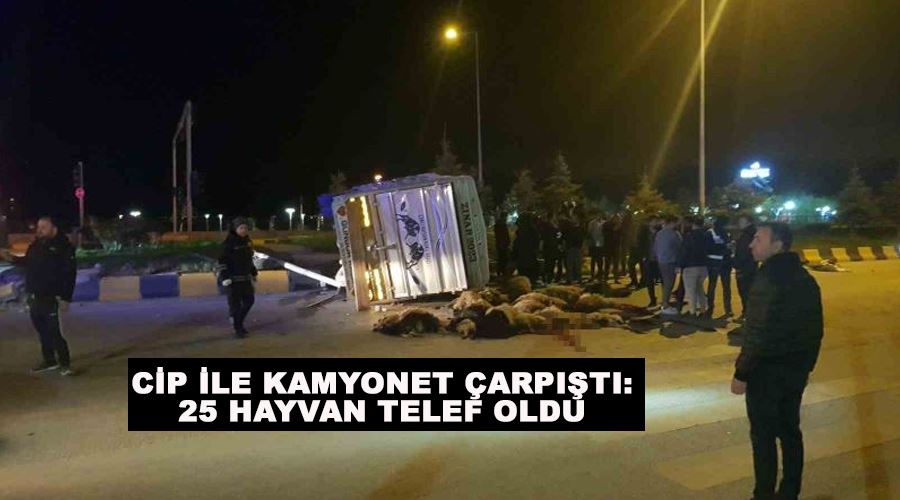 Cip ile kamyonet çarpıştı: 25 hayvan telef oldu