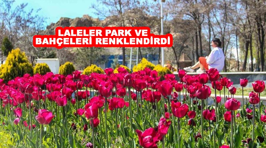 Laleler park ve bahçeleri renklendirdi