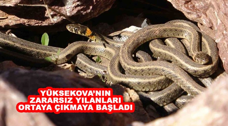 Yüksekova’nın zararsız yılanları ortaya çıkmaya başladı