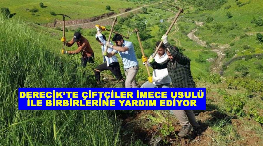 Derecik’te çiftçiler imece usulü ile birbirlerine yardım ediyor