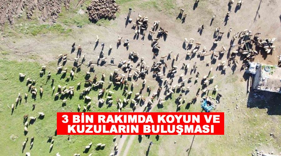3 bin rakımda koyun ve kuzuların buluşması