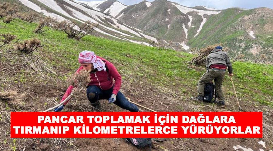 Pancar toplamak için dağlara tırmanıp kilometrelerce yürüyorlar
