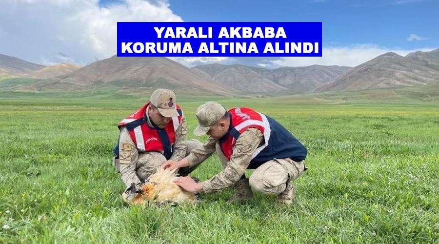Yaralı akbaba koruma altına alındı