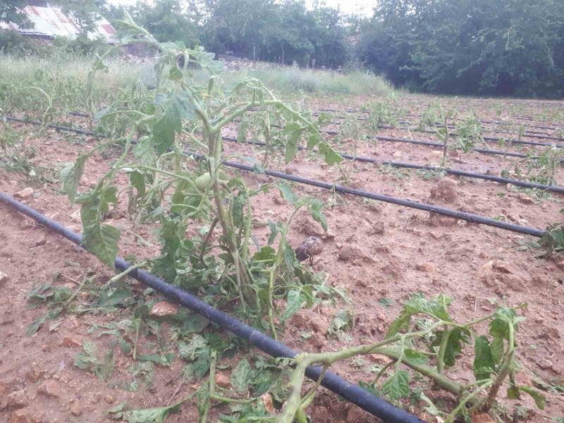 Tunceli’de dolu ekili alanlarda hasara yol açtı
