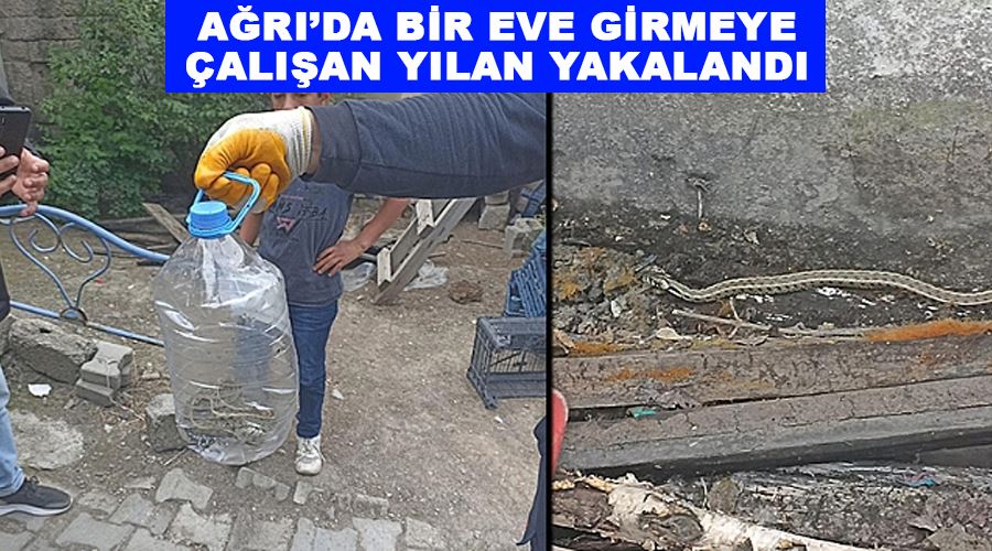 Ağrı’da bir eve girmeye çalışan yılan yakalandı