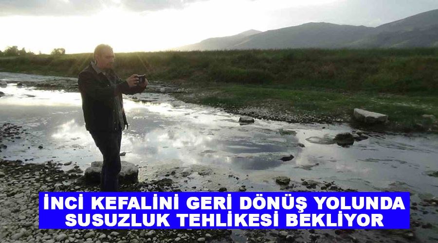 İnci kefalini geri dönüş yolunda susuzluk tehlikesi bekliyor