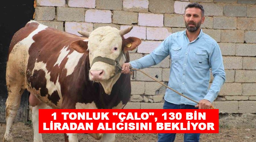 1 tonluk 