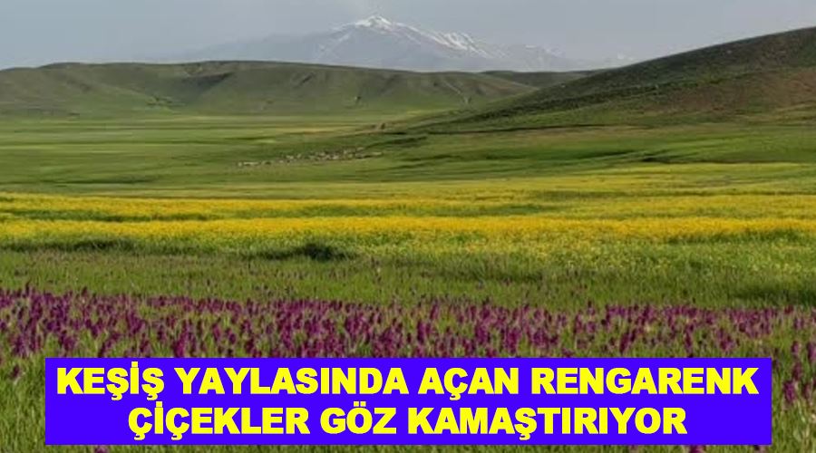 Keşiş yaylasında açan rengarenk çiçekler göz kamaştırıyor