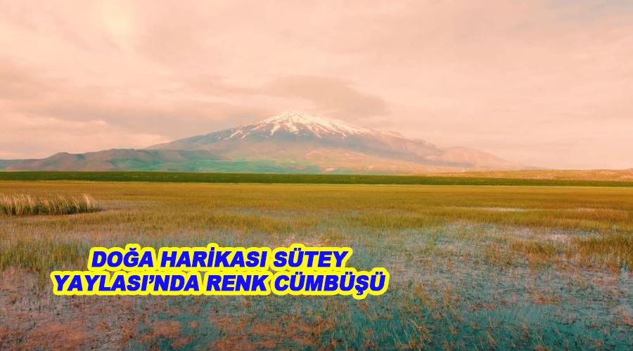 Doğa harikası Sütey Yaylası’nda renk cümbüşü