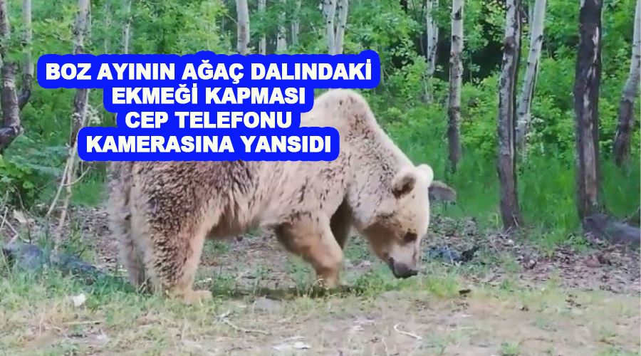 Boz ayının ağaç dalındaki ekmeği kapması cep telefonu kamerasına yansıdı