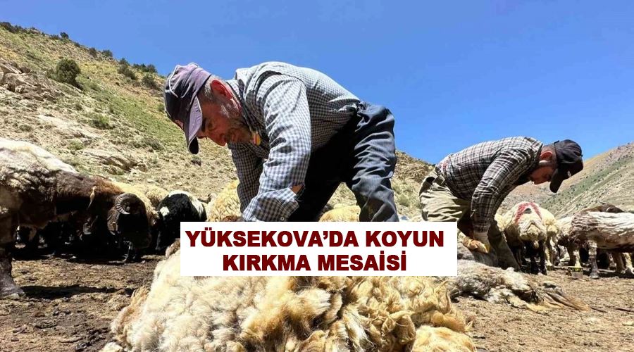 Yüksekova’da koyun kırkma mesaisi