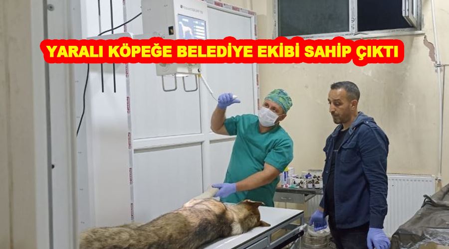 Yaralı köpeğe belediye ekibi sahip çıktı