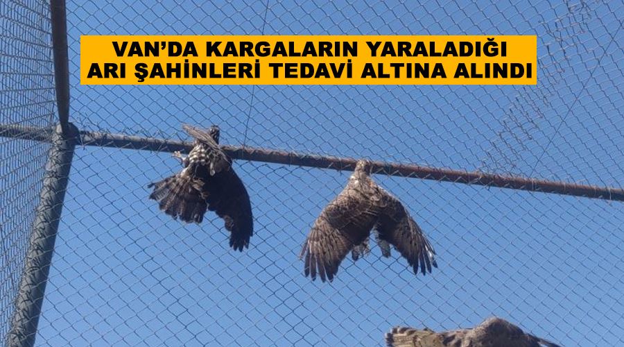 Van’da kargaların yaraladığı arı şahinleri tedavi altına alındı