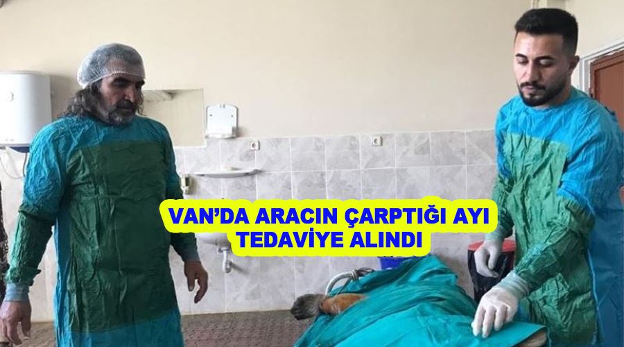 Van’da aracın çarptığı ayı tedaviye alındı