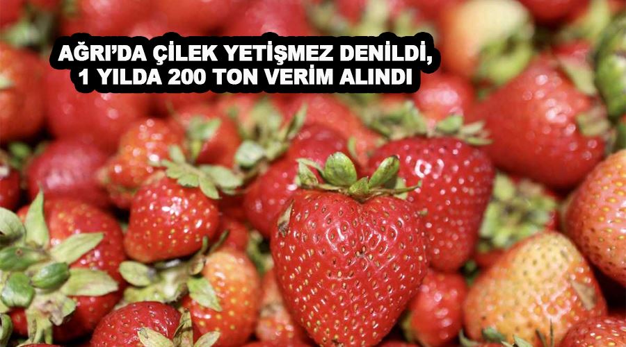 Ağrı’da çilek yetişmez denildi, 1 yılda 200 ton verim alındı
