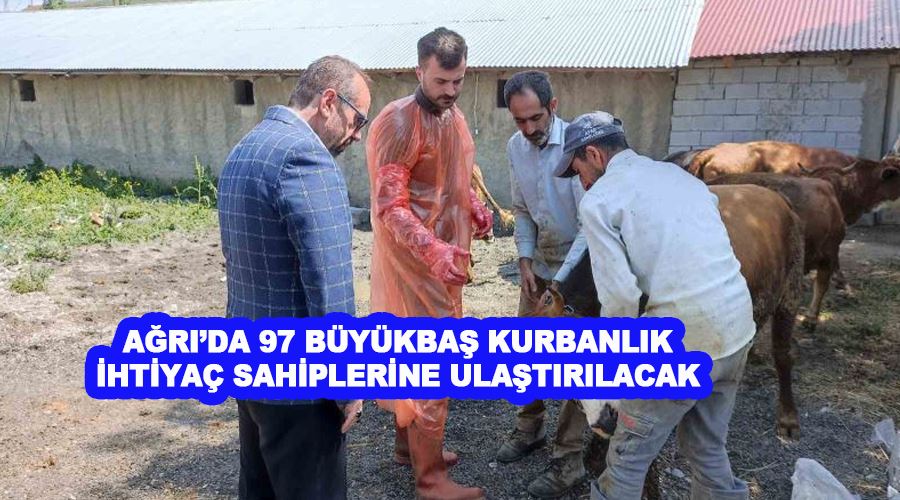 Ağrı’da 97 büyükbaş kurbanlık ihtiyaç sahiplerine ulaştırılacak