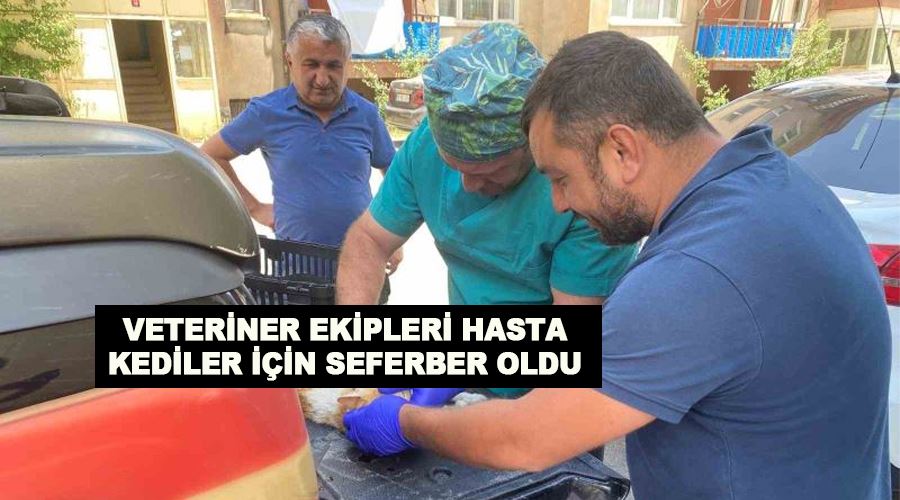 Veteriner ekipleri hasta kediler için seferber oldu