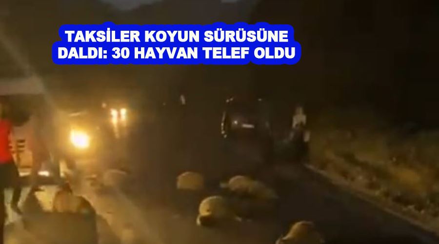 Taksiler koyun sürüsüne daldı: 30 hayvan telef oldu