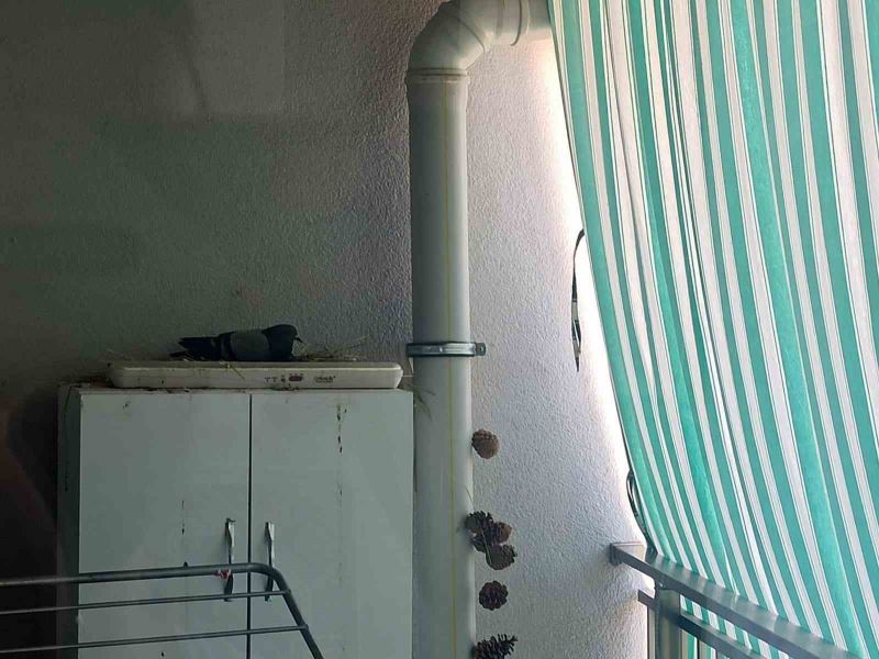 Elazığ Belediyesi minik Ahsen’in hayvan sevgisini karşılıksız bırakmadı
