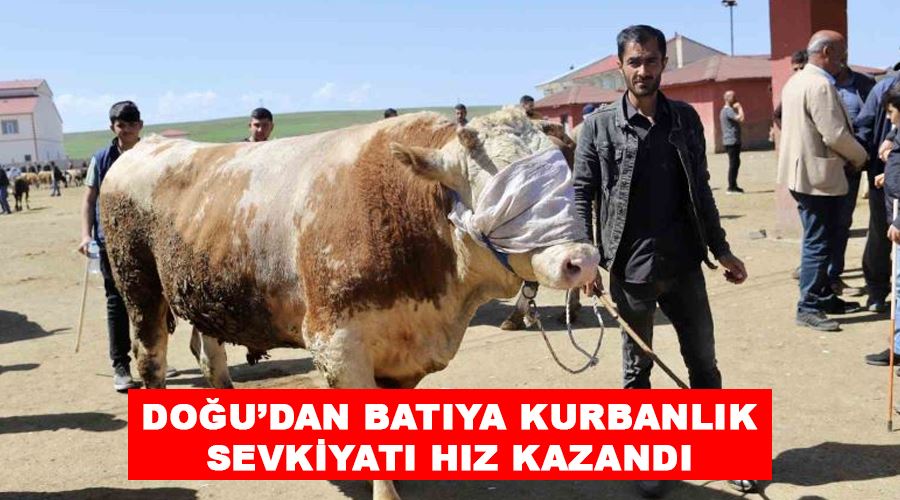 Doğu’dan Batıya kurbanlık sevkiyatı hız kazandı