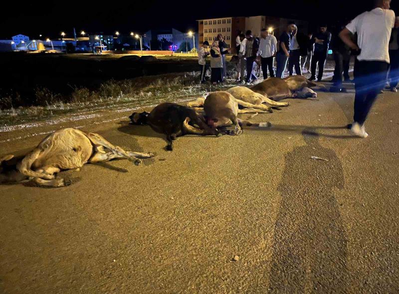 Ağrı’da araç sürüye çarptı: 7 büyükbaş hayvan telef oldu
