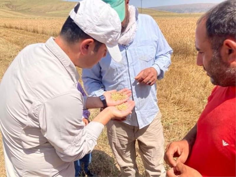Güroymak’ta hububat hasadı başladı
