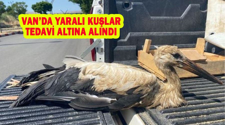 Van’da yaralı kuşlar tedavi altına alındı