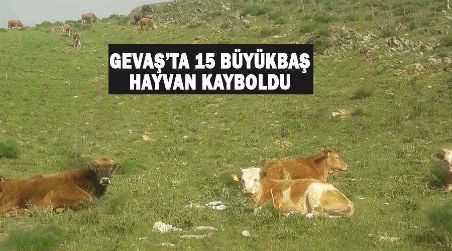 Gevaş’ta 15 büyükbaş hayvan kayboldu