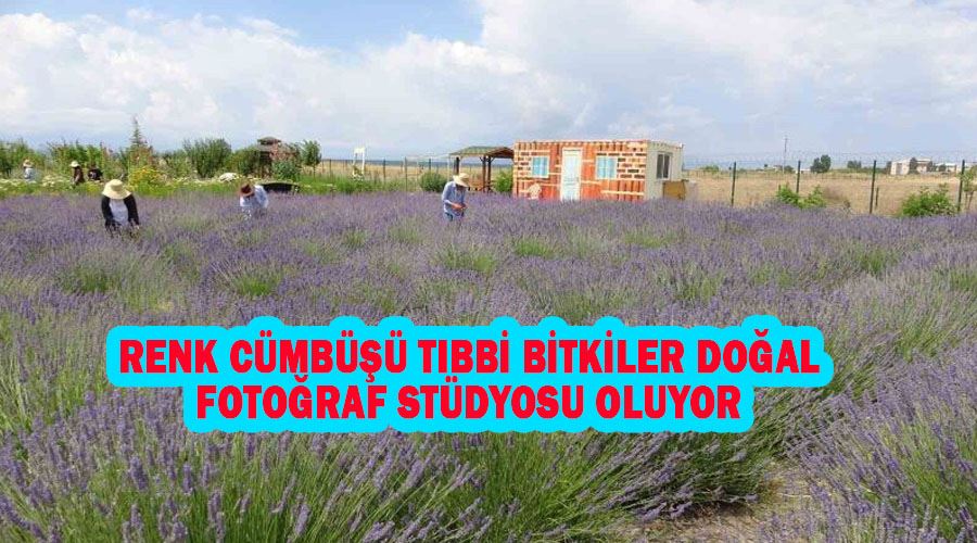 Renk cümbüşü tıbbi bitkiler doğal fotoğraf stüdyosu oluyor