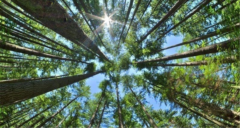 31 Ekim’e kadar ormanlara girişler yasaklandı
