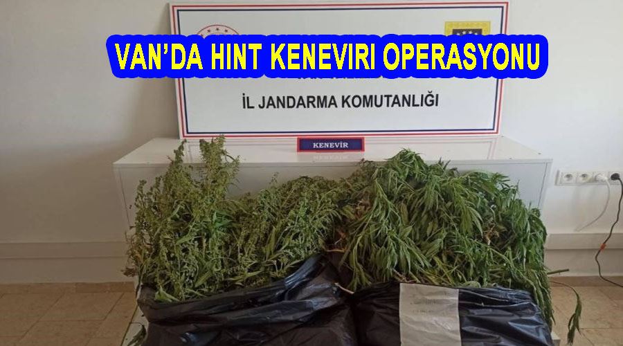 Van’da Hint keneviri operasyonu