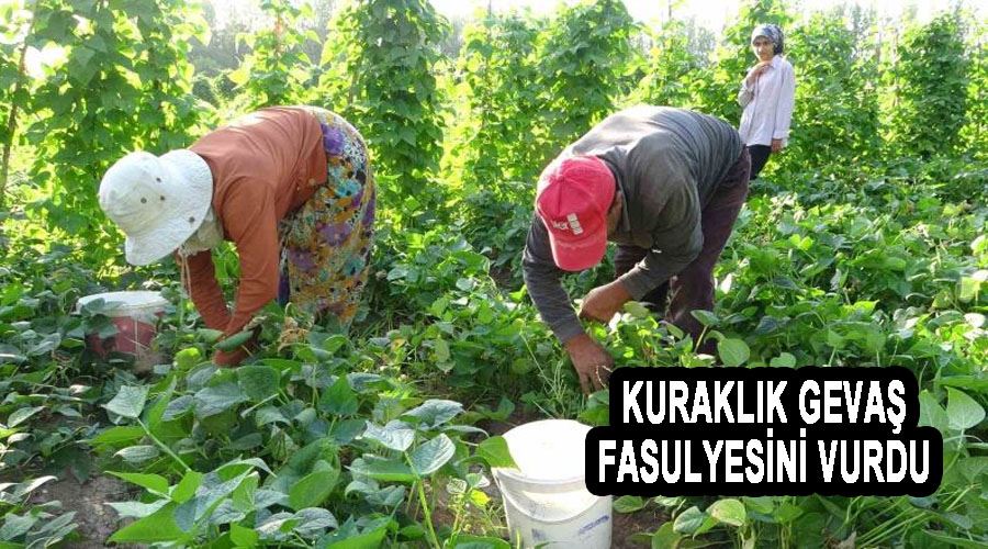 Kuraklık Gevaş fasulyesini vurdu