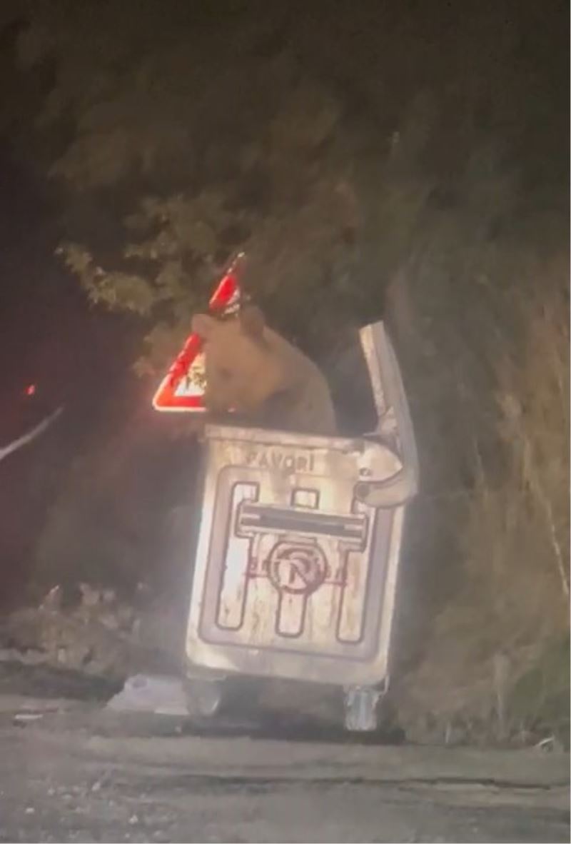 Şehre inen ayı çöpten karnını doyurdu
