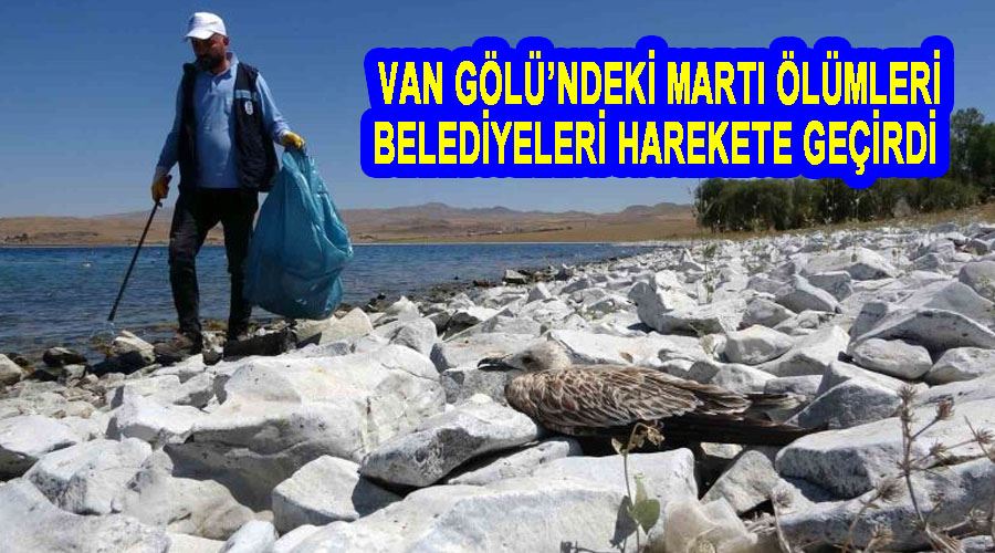Van Gölü’ndeki martı ölümleri belediyeleri harekete geçirdi