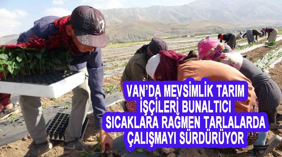 Van’da mevsimlik tarım işçileri bunaltıcı sıcaklara rağmen tarlalarda çalışmayı sürdürüyor