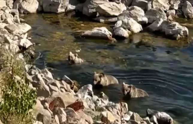 Sıcaktan bunalan yavru boz ayılar Nemrut Krater Gölü’nde serinledi
