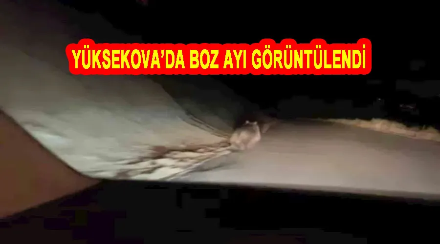 Yüksekova’da boz ayı görüntülendi