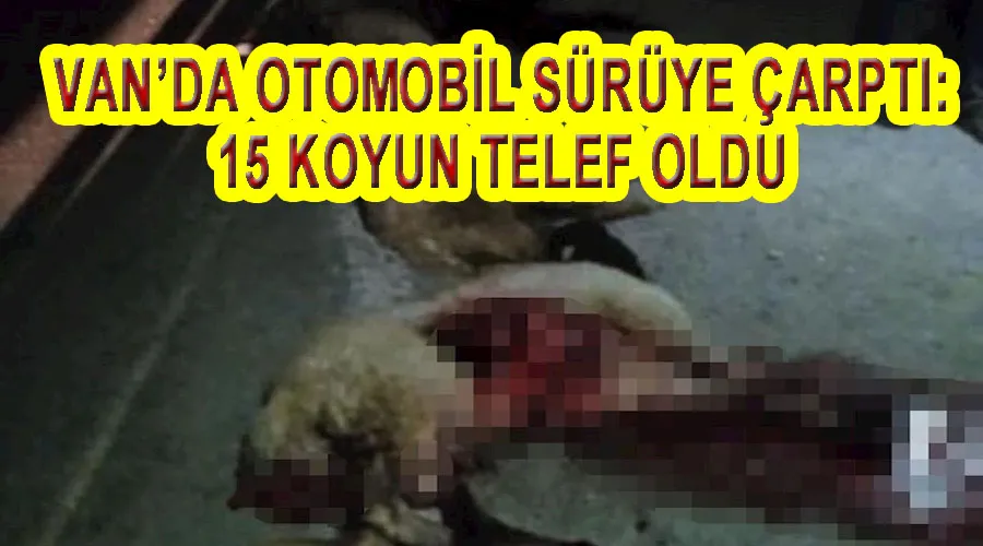 Van’da otomobil sürüye çarptı: 15 koyun telef oldu