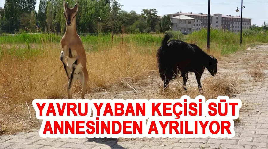 Yavru yaban keçisi süt annesinden ayrılıyor