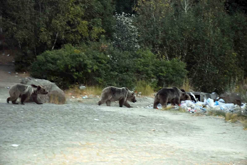 Nemrut’taki boz ayılar aç kalınca çöplüklere dadandı
