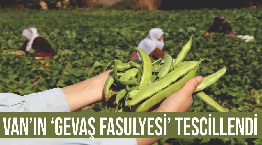 Van’ın ‘Gevaş fasulyesi’ tescillendi