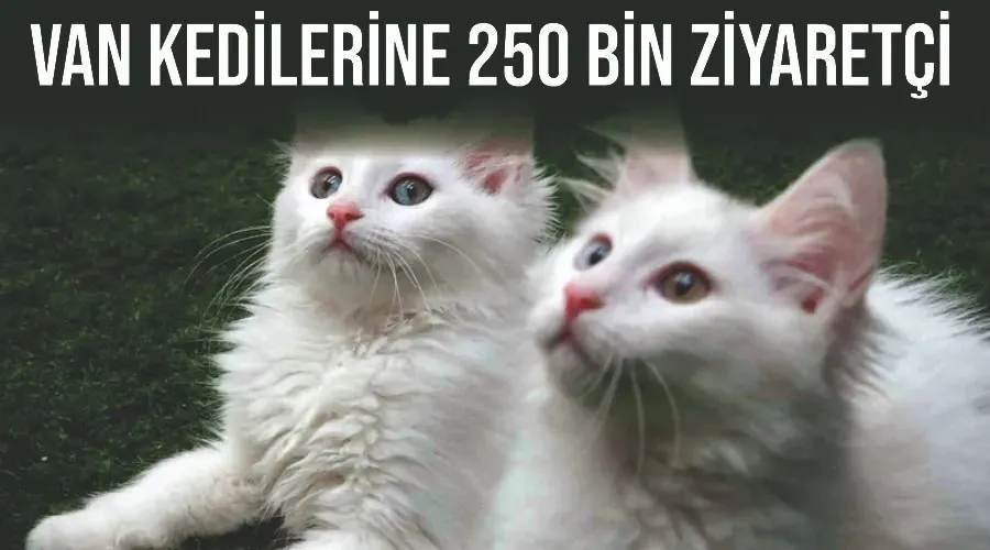 Van kedilerine 250 bin ziyaretçi